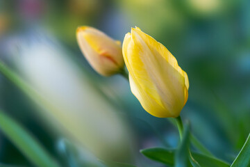 Wall Mural - spring flowering of tulips, yellow tulips close-up among flowering trees