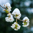 Schneebedeckte Kirschblüten - später Kälteeinbruch, sog. Märzwinter, April 2022, Baden-Württemb. | edible cherry blossom with snow cover, late frost