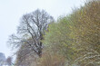Böschungsbepflanzung mit Schnee bei spätem Kälteeinbruch (Märzwinter) während die Blätter bereits beginnen auszutreiben (grün: vorne Ahornblüten, dahinter Salweide Fruchtstände u Blätter)