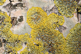 Fototapeta Do akwarium - Common orange lichen (Xanthoria parietina) on tree bark