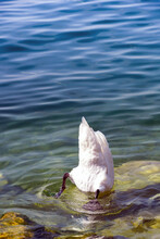 Swan With Tail Feathers In The Air And Head In The Water Feeding, No People. Space For Copy.