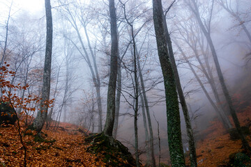 Canvas Print - Autumn forest in the fog