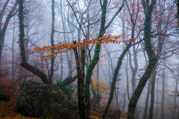 Canvas Print - Autumn forest in the fog