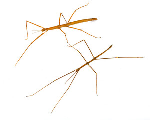 Canvas Print -  stick insect in studio