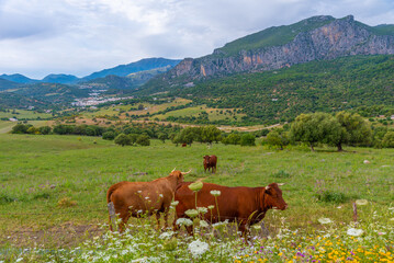 Sticker - Cows grazing with Ubrique town in background, Spain.