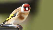 Goldfinch On A Gate In Wooda In The UK