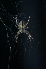 Spider on the web. Spider with black backround. Macro spider. Macro web. Macro nature world photo. Wildlife spider. Spider on the net.