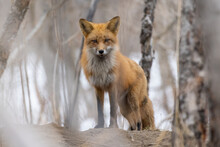 Female Red Fox In Spring