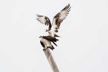 Osprey Ready For Mating Isolated White Background