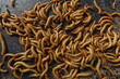 Hong Kong caterpillars are larvae from the metamorphosis process of small beetles, namely from eggs, larvae, cocoons, beetles. These caterpillars are often used as bird feed.