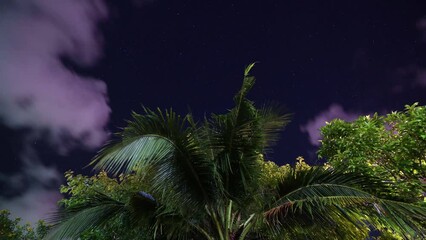 Time lapse of a dark night sky with clouds passing fast over a palm three in Thailand