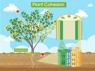 Poster - Diagram showing plant cohesion