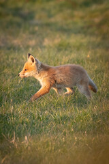 Canvas Print - red fox cub