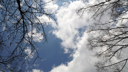 Wall Mural - The clear sky, the clouds, and the branches as if they were washed away.