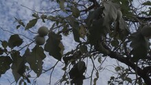 Lobeira Tree - Maned Wolf Fruit Tree Closeup On Fruits