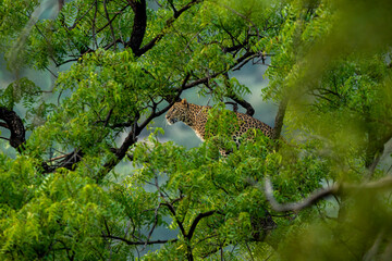Wall Mural - wild indian female leopard or panther hanging on tree eyeing on prey or stalking in natural monsoon green background at jhalana forest leopard reserve jaipur rajasthan india - panthera pardus fusca