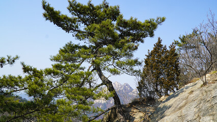 Wall Mural - strong pine trees growing among rocks