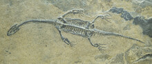 Plesiosaur Fossilized Skeleton. The Entire Dinosaur Is Clearly Visible On The Stone