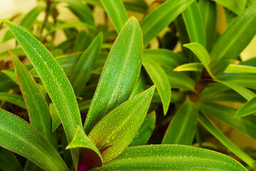 Wall Mural - Tradescantia plant leaves on a summer balcony