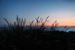 © Westend61 - Silhouette plants by sea in front of sky at dusk