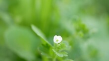 A Small White Flower On A Background Of Green Grass On A Sunny Spring Day. Fragrant Quatrefoil In The Meadow.