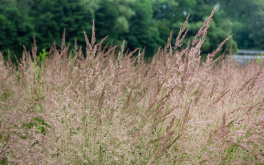 Calamagrostis canadensis is a sod grass. The tops of the Veinik plant grow against the background of a green forest. The plant has already formed seeds. They sway in the wind.