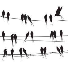 Birds Sitting Wire. Silhouette Flock Black Bird On Telephone Electricity Cable, Swarm Feathers Swallow Or Martin Swift Pair Sparrow Love Fly Animal Drawing Neat Vector Illustration