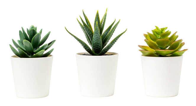 Wall Mural -  - Beautiful artificial plants decorations in white pots isolated on white background.