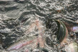 Feeding trout in fish farm closeup in fresh water