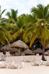 Wall Mural - Deserted sandy beach with palm tree, and thatched awnings and sun loungers on the Caribbean coast of the Dominican Republic 