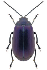 Wall Mural - Agelastica alni beetle specimen