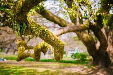 Canvas Print - tree in the park