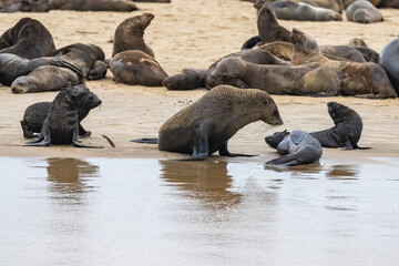 Wall Mural - Cape fur seal on a beach in Namibia
