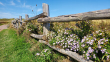 Closeup Of The Old Wooden Fence With Flowers Against The Blue Sky.