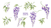 Set Of Purple Wisteria Flowers And Leaves. Great For Decor And Spring Decoration