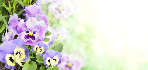 Fotomurales - Pansy flowers on sunny nature background. Summer scene with Viola flowers of lilac and violet colors