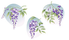 A Set Of Wisteria Branches With Green Leaves. Great For Postcards, Invitation Stickers, Etc.