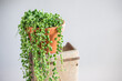© knipseria - String of Pealrs im Blumentopf aus Ton, Zimmerpflanze, Senecio Rowleyanus, Urban Jungle Trend