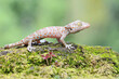 A young tokay gecko looking for preys on a rock overgrown with moss. This reptile has the scientific name Gekko gecko.