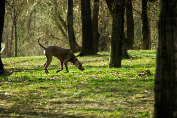 Sticker - Beautiful shot of a dog in a green park