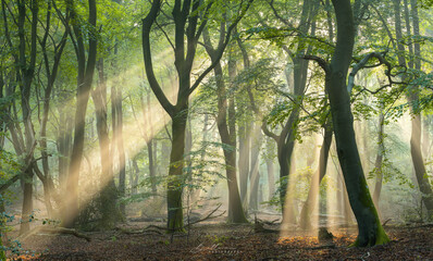 Sticker - Beautiful shot of light through the trees in the forest