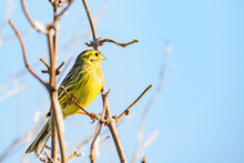 Selective Focus Shot Of Yellowhammer (emberiza Citrinella) Perched On A Branch