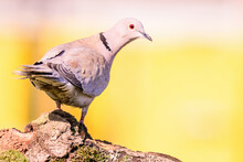 Closeup Of A Eurasian Collared Dove Standing On An Old Tree Stump Covered With Moss