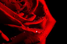 Wallpaper Of Red Rose With Black Background