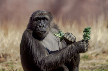Closeup Shot Of A Black Gorilla Eating A Green Plant