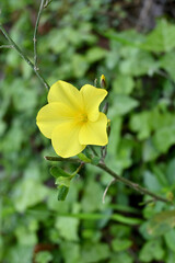 Vertical closeup of a yellow wildflower over a blurred background of green leaves