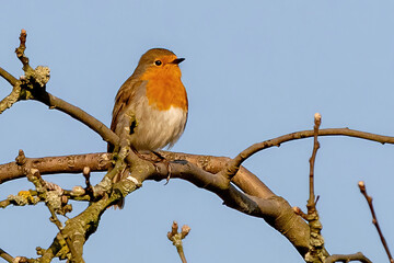 Sticker - Beautiful shot of an European robin bird perched on a tree branch against blue sky on a sunny day