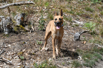 Sticker - Portrait of a dog standing on land