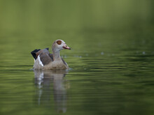 Shallow Focus Of  An Egyptian Goose Swimming In A Green Water