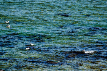 Wall Mural - ducks in the water , image taken in rugen, north germany, europe